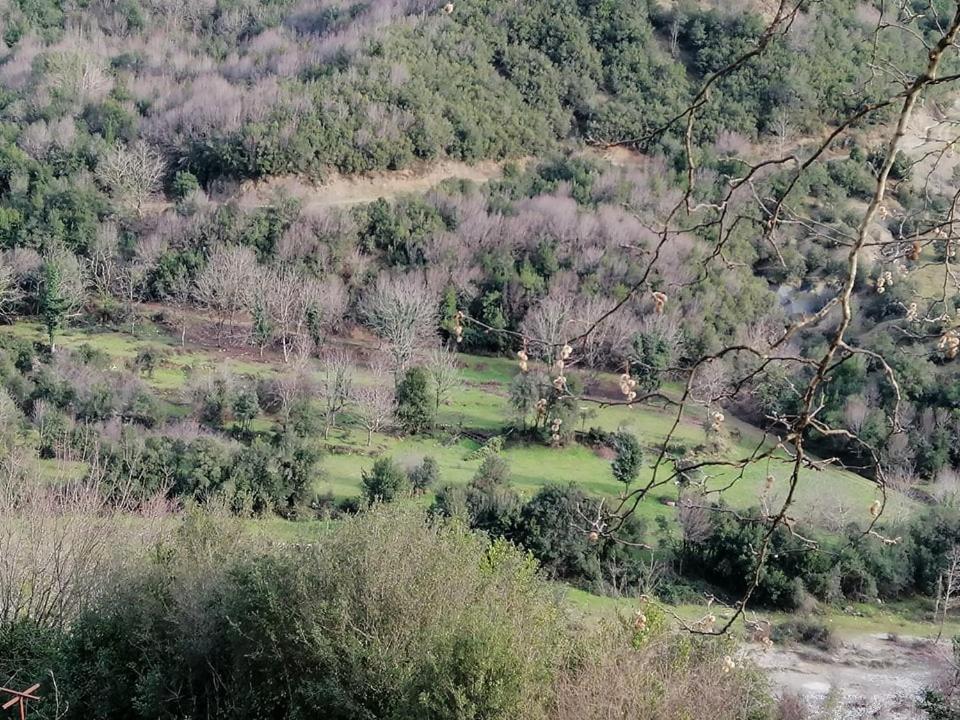 Vila Ktimata Evdoxia Platanoussa Exteriér fotografie